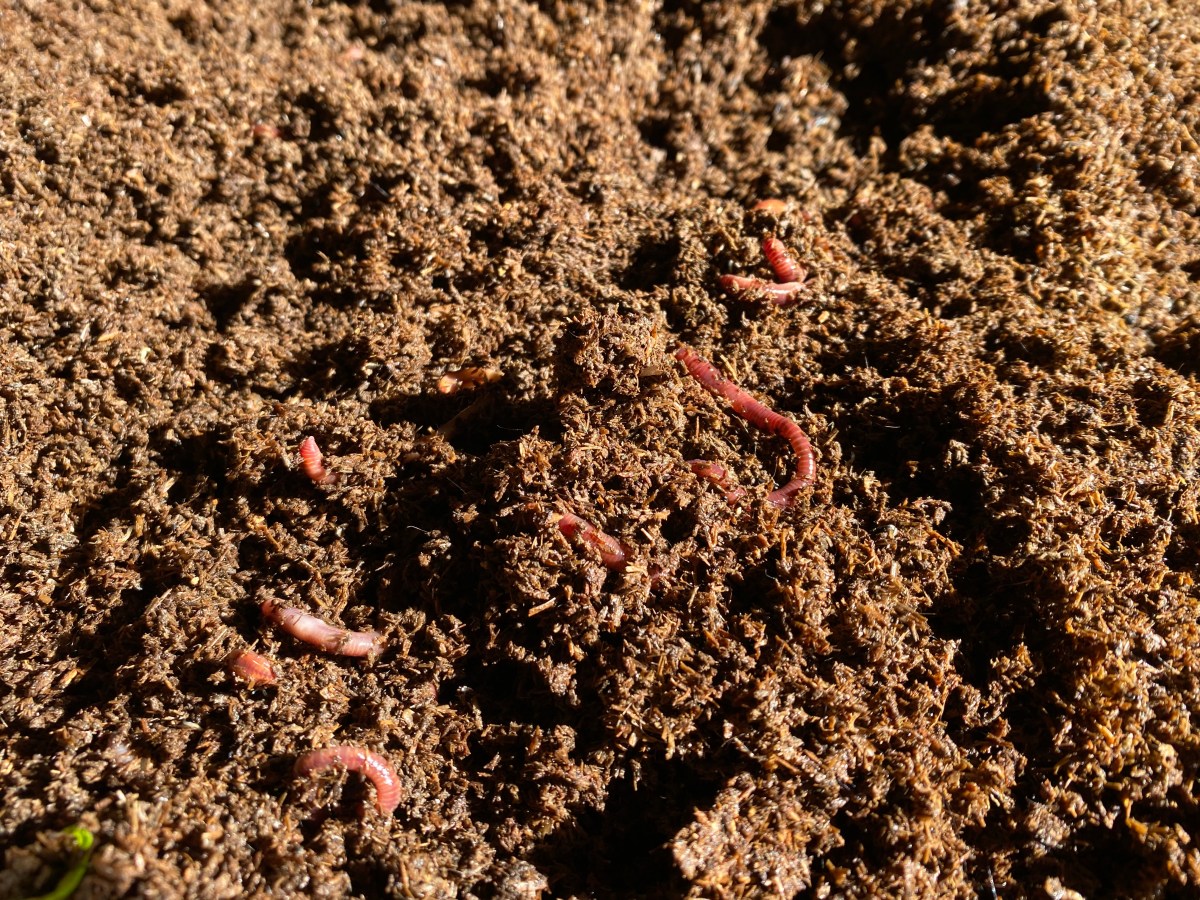 Solucan Gübresi Yetiştiriciliğinde Önemli Olan&nbsp;Koşullar